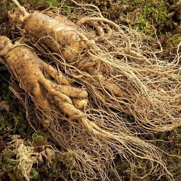 鲜人参大参3至4根一斤 人参煲汤 泡酒 煲汤 长白山人参