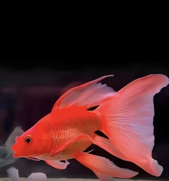 白色普身蝴蝶鲤精品纯种观赏鱼大鳍大尾冷水好养耐活鱼观赏鱼