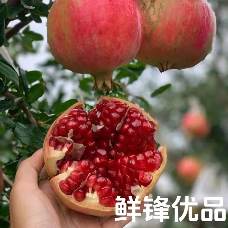 【鲜锋优品】四川会理软籽石榴新鲜当季爆甜多汁水果