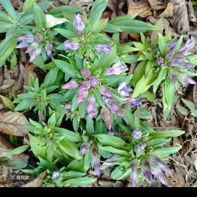 龙胆草中草药植物龙胆花南北方庭院阳台盆栽观赏花卉易活