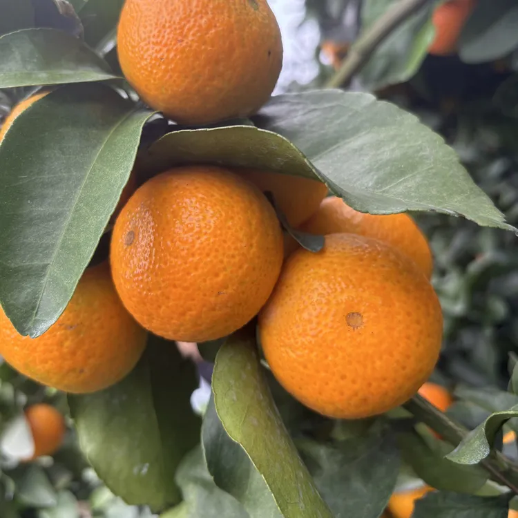 广西源头新鲜应季水果清甜多汁现摘现发金秋砂糖橘