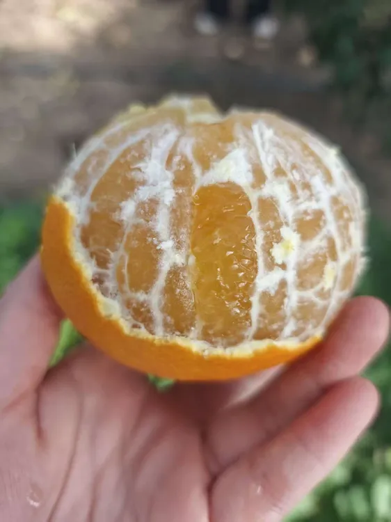 象山红美人手提礼盒现摘高塘岛直发5斤净重鲜甜多汁自家果园