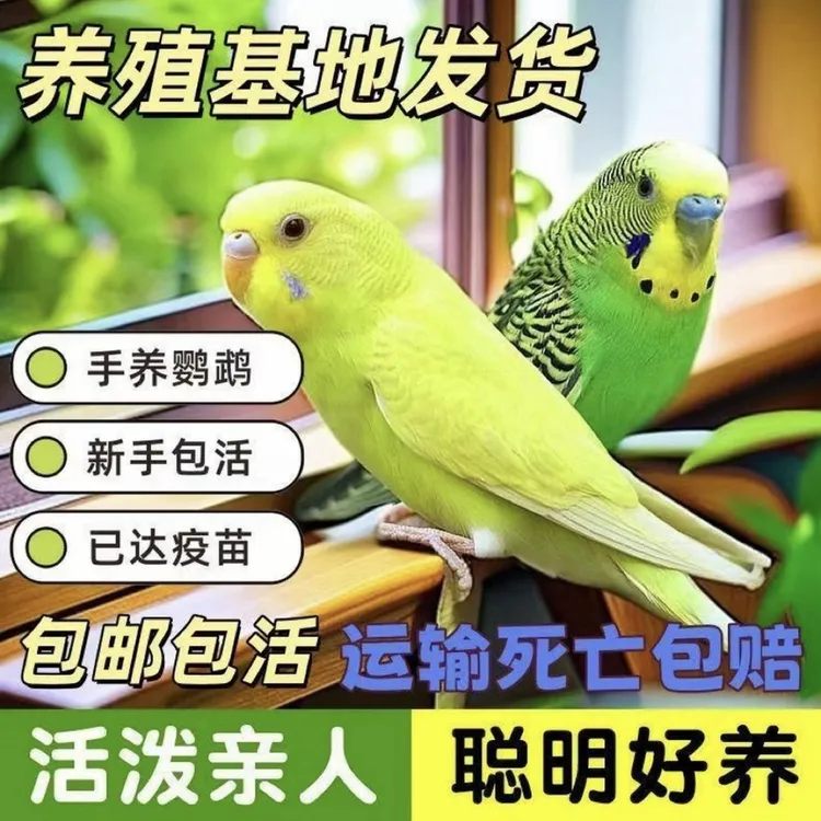 【精选】 手养彩色鹦鹉 观赏宠物 亲人 粘人可爱 公母可选 颜色可选