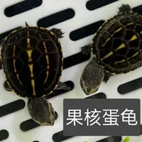 小汪甄选养殖蛋龟