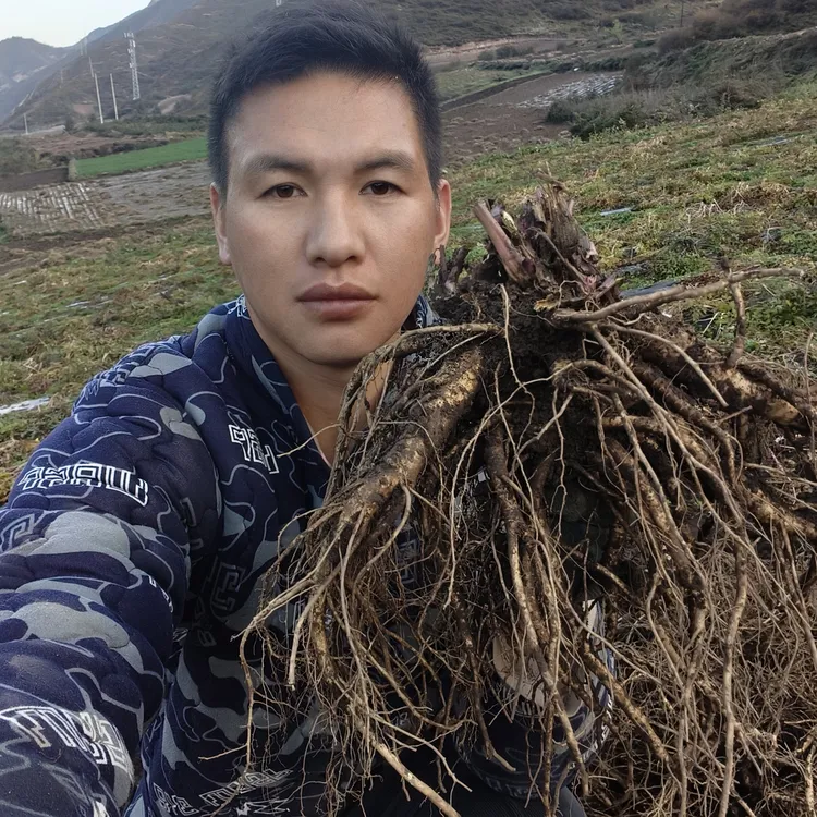 甘肃高原高山岷县当归药当归整条现挖现发包邮拍一斤送一斤