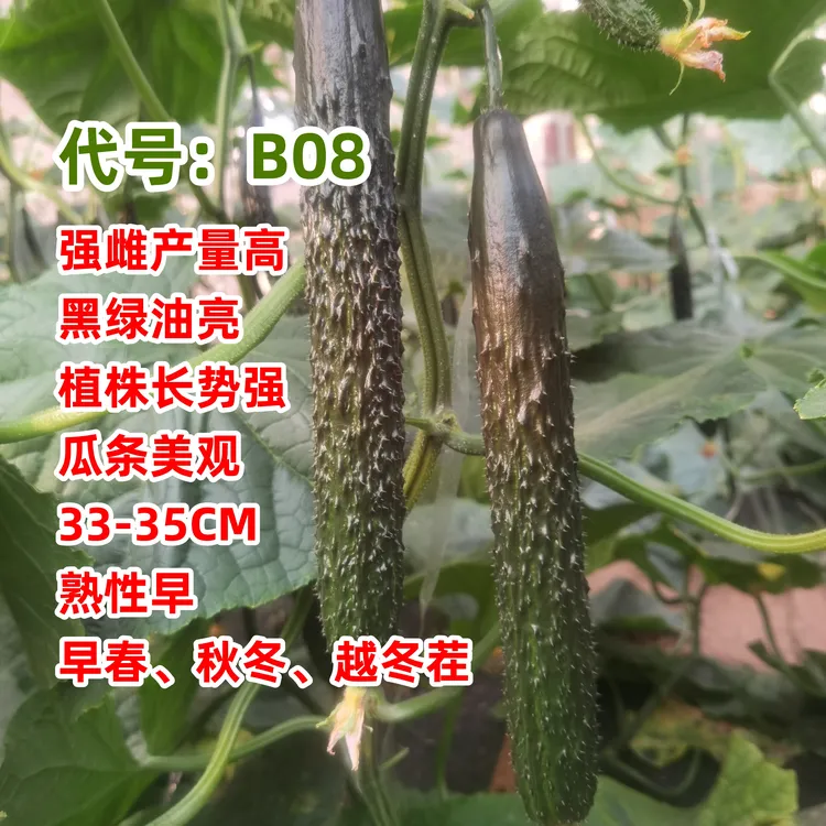 德瑞特B08黄瓜种子【秋冬 越冬 早春】强雌品种产量高深绿黑亮