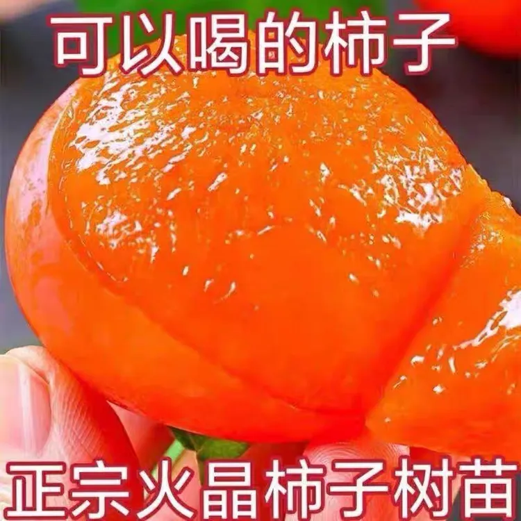 正宗火晶柿子树苗保湿保鲜南北方可栽