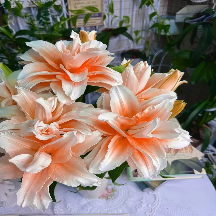 【不活包赔】进口香水百合花种球四季种植重瓣花卉室内外百合花盆栽