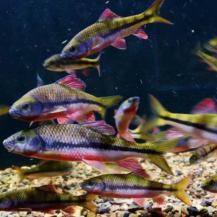 浙江红腹石斑原生态溪石斑观赏鱼条纹清晰溪流冷水观赏鱼