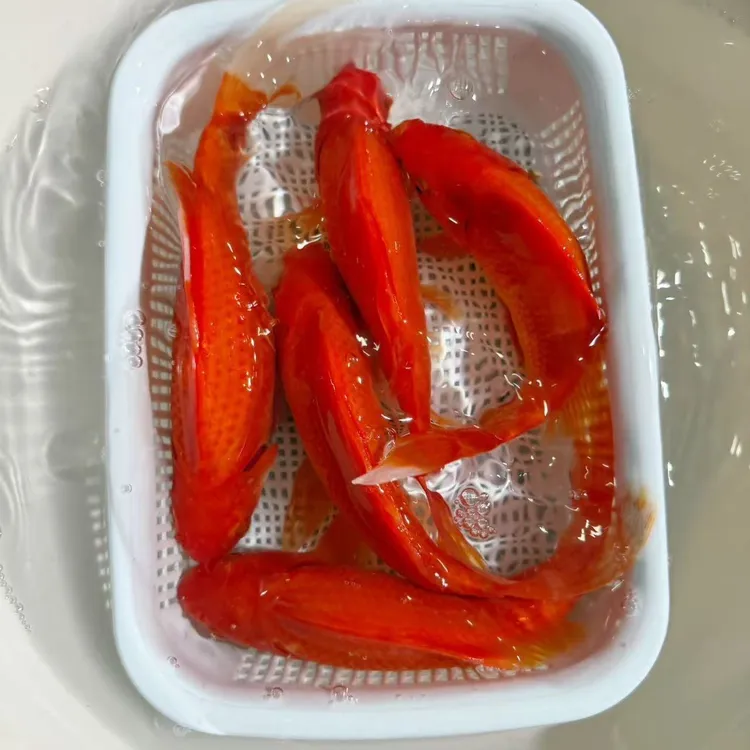 16-19公分3条超大尺寸火焰红金鱼观赏鱼冷水鱼新手鱼好养耐活水族