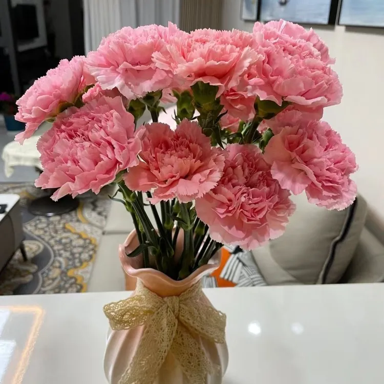 云南基地直发康乃馨母亲节鲜花室内水养