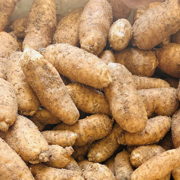 宝宝果新鲜天麻顺丰包邮