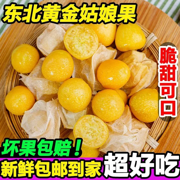 【试吃十颗】现货东北姑娘果大果新鲜水果黄金姑娘果应季新鲜水果