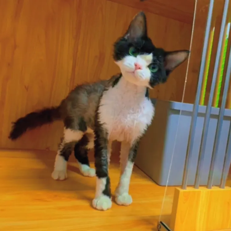 南香驰德文卷毛猫通用链接