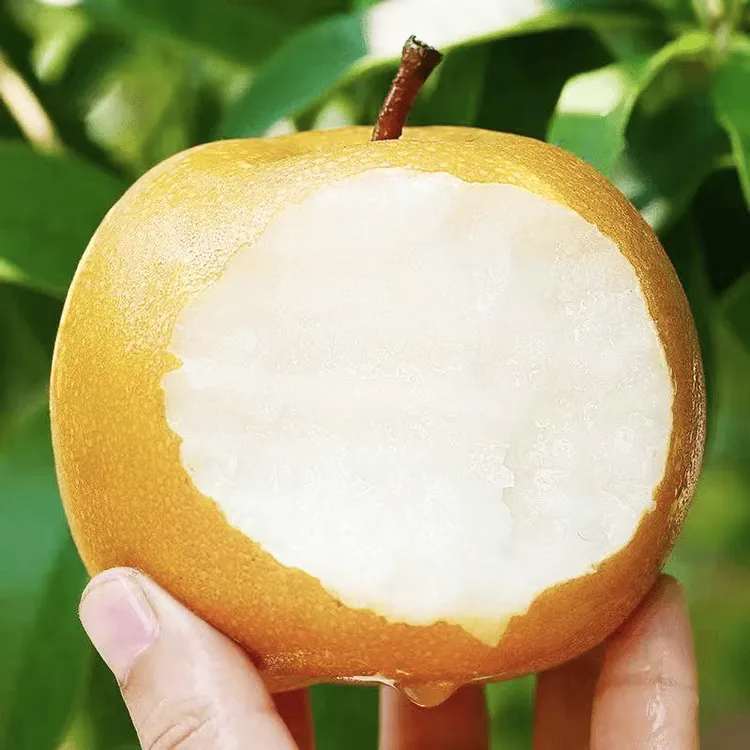 湘西金秋梨现摘水果当季新鲜水果孕妇冰糖梨子皮薄多汁 纯甜