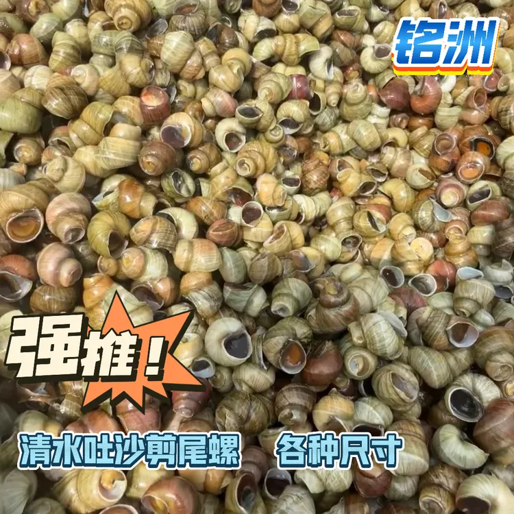 剪尾去盖剪尾螺吐沙24小时干净螺蛳粉熬汤螺野生石螺商用螺食品螺