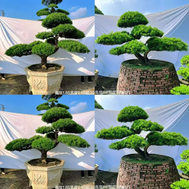 【树形健壮美观】罗汉松大树庭院造型树盆景迎客松黑松别墅风景树