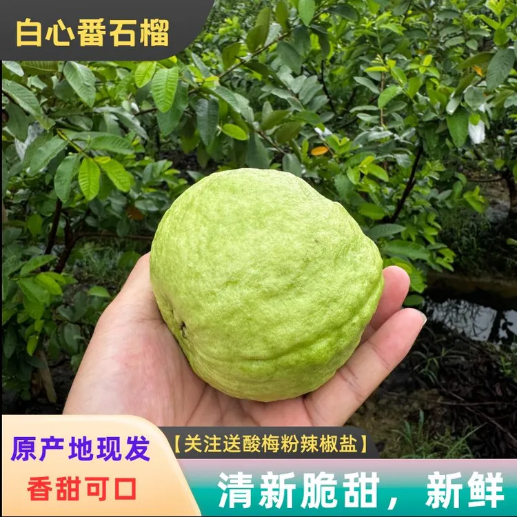 正宗白心芭乐/番石榴产地新鲜采摘香甜可口软糯脆口