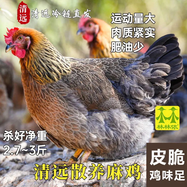 [可白切]散养清远走地鸡 现宰现发脆皮清远麻鸡老母鸡新鲜土鸡肉