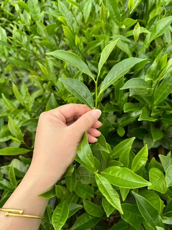 凤凰单丛夜来香雪片精选