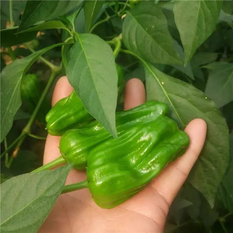 [吴鑫自营]湖北露天薄皮辣椒 虎皮辣椒 包邮