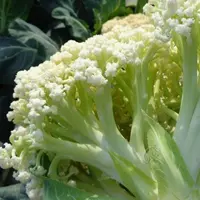 松花菜秧苗新松青梗散花耐热耐寒蔬菜花菜秧苗盆栽有机优蔬菜苗