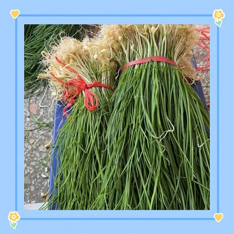 【价格优惠】贵州野葱现挖新鲜特产野山葱小野蒜头苦蒜小蒜薤白胡葱
