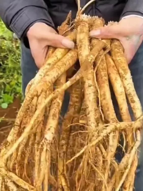 贵州省高山露天种植现挖现发新鲜党参，炖排骨，炖鸡