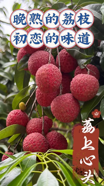 【新上市】小糯荔枝潮汕自家农场现摘现发当季水果新鲜顺丰整箱发货