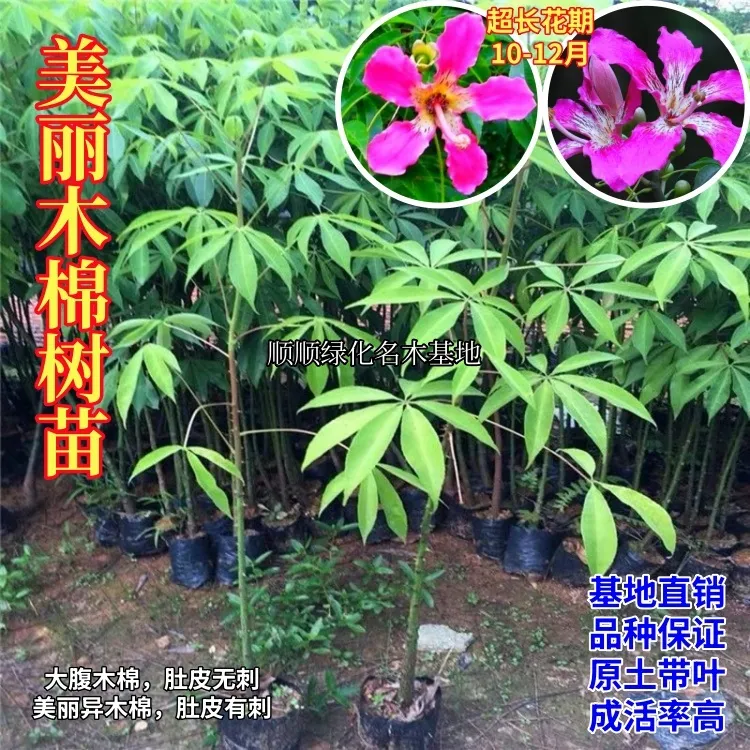 美丽异木棉树苗 美人树 超长花期 大腹木棉树苗 庭院绿化观赏花卉