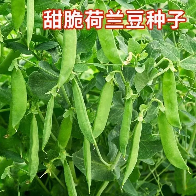 软荚荷兰豆种子高产大荚菜豌豆种籽甜脆食荚菜豌种子耐寒农家自种
