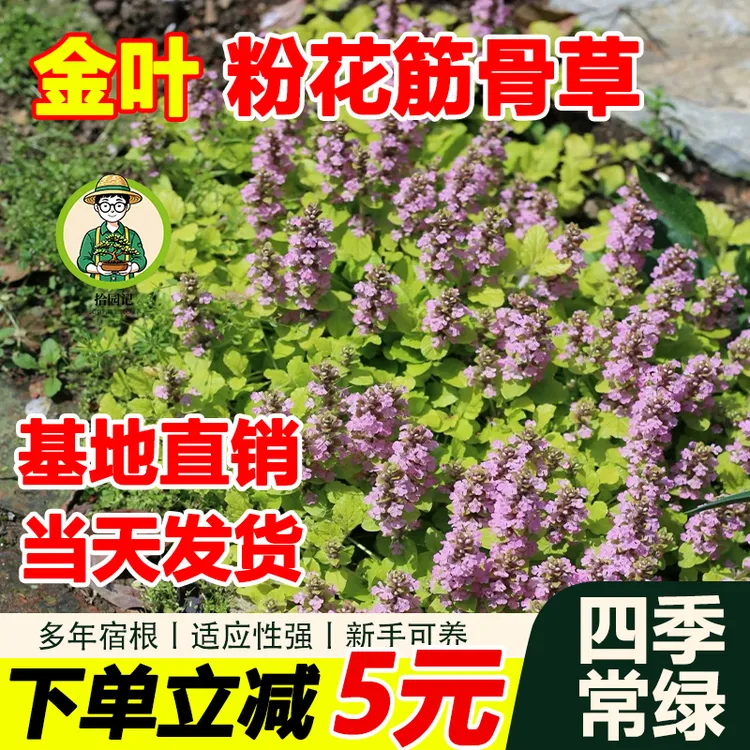 拾园记筋骨草金叶粉花紫花姬十二单耐热耐寒院四季常绿多花绿植物