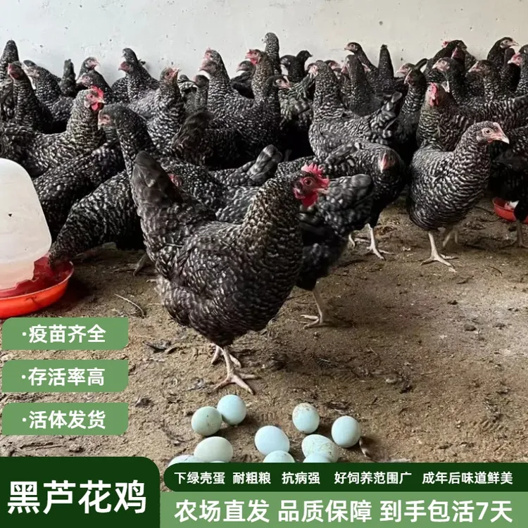 农场直发正宗黑芦花绿壳蛋土鸡宠物鸡活体疫苗齐全好饲养存活率高