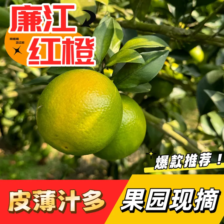 湛江特产正宗廉江红橙红橙新鲜橙子精选果果园现摘10斤礼盒装