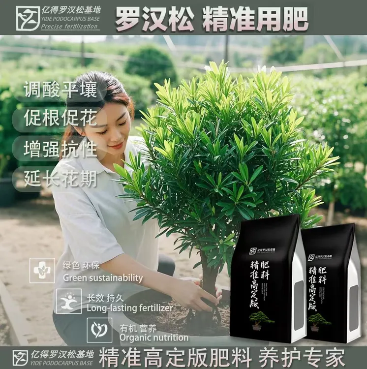 罗汉松基地专用肥料不烧根