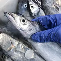 舟山渔场新鲜野生小眼睛钓带鱼肉质细嫩可蒸可煮 8两-1斤左右/条