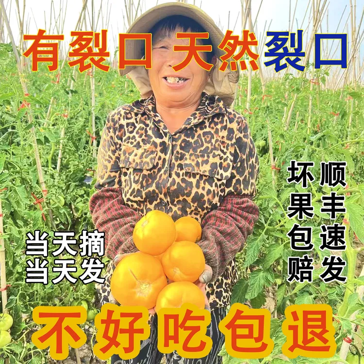 【自然裂口果】【不好吃包赔】内蒙古五原黄色西红柿黄柿子自然成熟