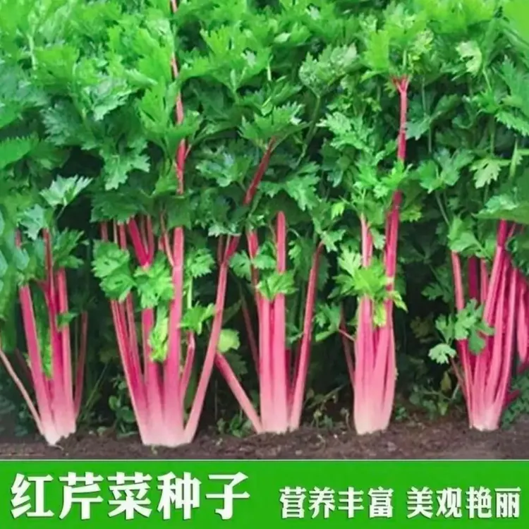 【红香芹种子】红芹菜种衣仙子香芹蔬菜阳台籽香味浓四季芹农用物资商品图