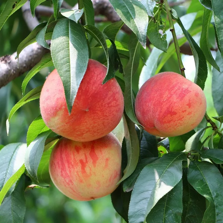 嫁接桃树苗大果晚熟冬桃水蜜桃黄桃南北方种植地栽果树苗盆栽庭院