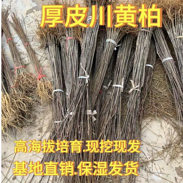 优质正宗黄柏苗快速生长超大厚皮黄柏树苗(百）