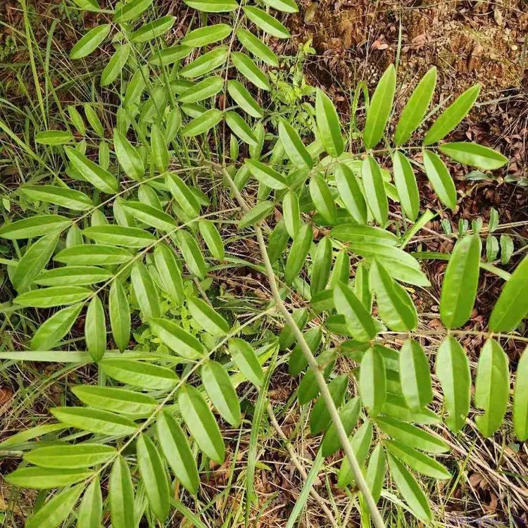 深山牛根统段干货煲汤泡酒好料