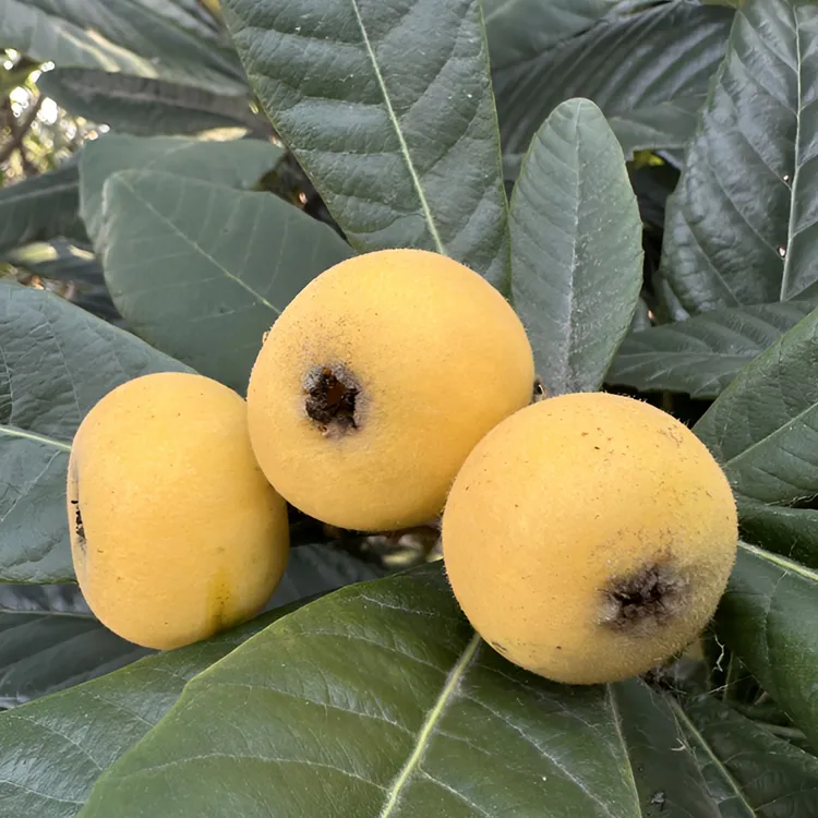 苏州东山白玉枇杷新鲜特大果现摘现发