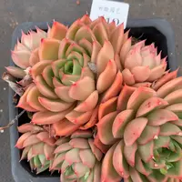 140杂交精品基地15厘米