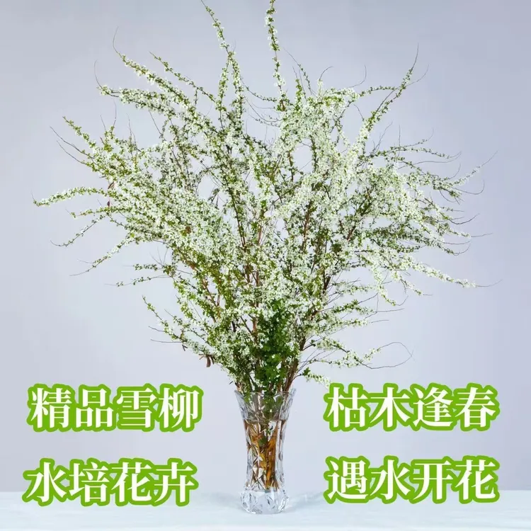 雪柳鲜枝水培枯木逢春遇水开花耐寒室内绿植盆栽花卉桌摆