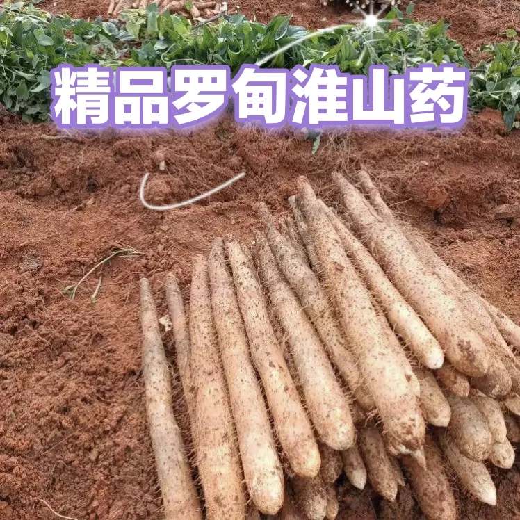 新鲜现挖正宗罗甸淮山山药软糯香香营养丰富