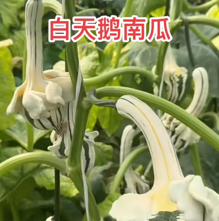【天鹅南瓜种子】家庭小院盆栽地栽四季种植