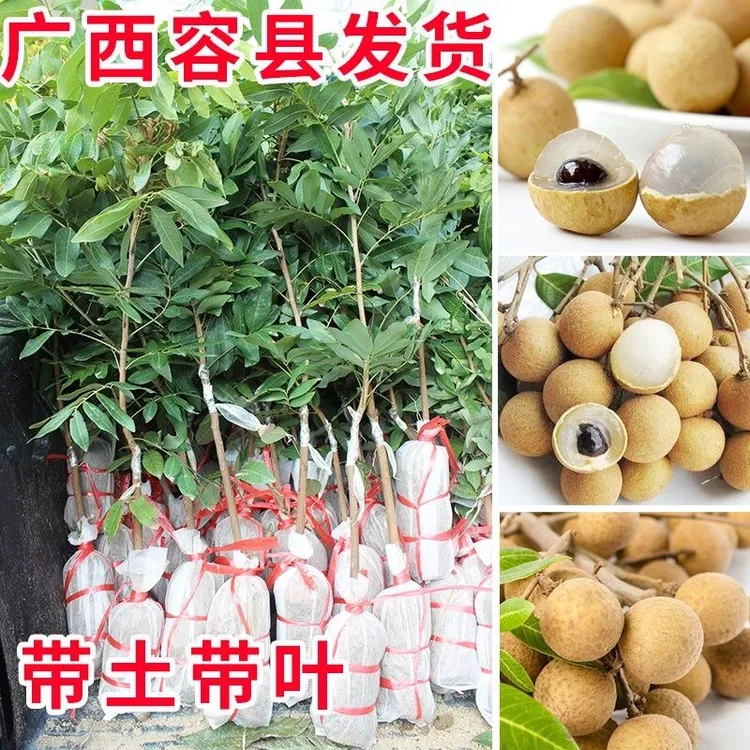 芮苗带土龙眼果树苗石硖储良四季红皮桂圆热带水果苗带叶广西发货