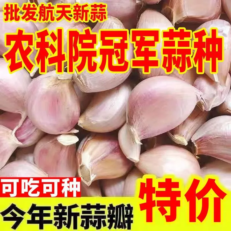 大蒜种子紫皮大蒜种子早熟大蒜种子新大蒜种子大蒜