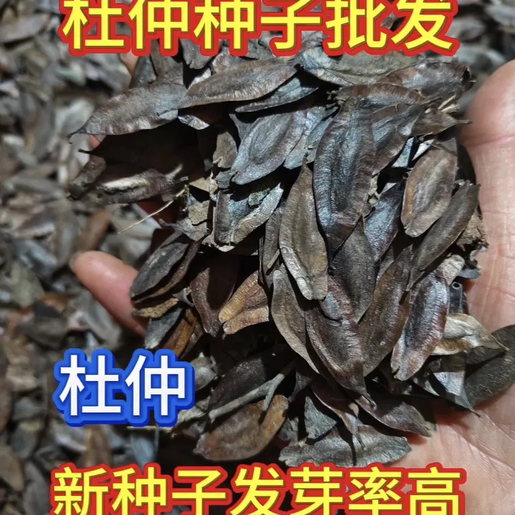 杜仲种子精选新杜仲树皮种子丝棉树皮种子中草药杜仲树种子