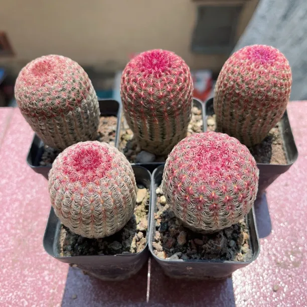 实生红太阳仙人球室内好养会开花的防辐射多肉植物盆栽